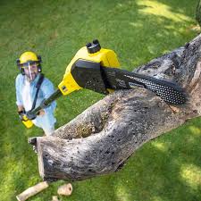 Best Tree Cabling and Bracing  in Wood Dale, IL