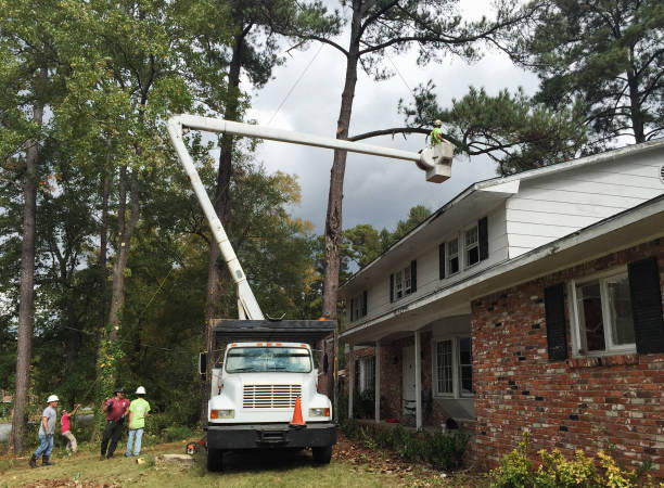 Reliable Wood Dale, IL Tree Care Solutions
