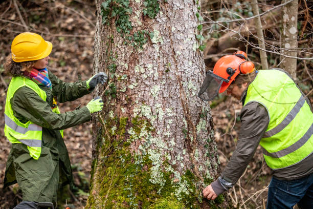 Best Storm Damage Tree Cleanup  in Wood Dale, IL