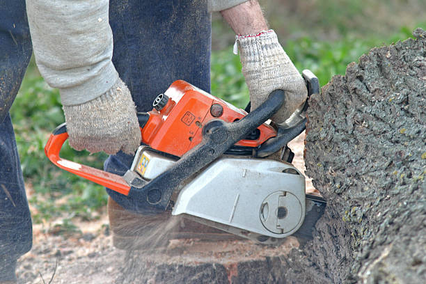 Best Lawn Renovation and Restoration  in Wood Dale, IL
