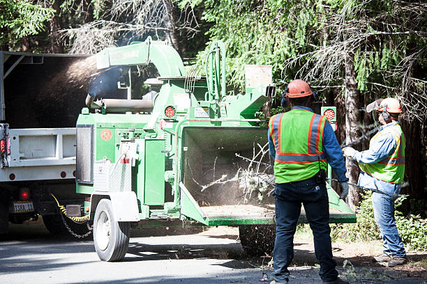Best Soil Testing and Treatment  in Wood Dale, IL