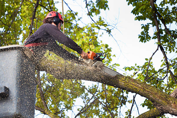 Mulching Services in Wood Dale, IL
