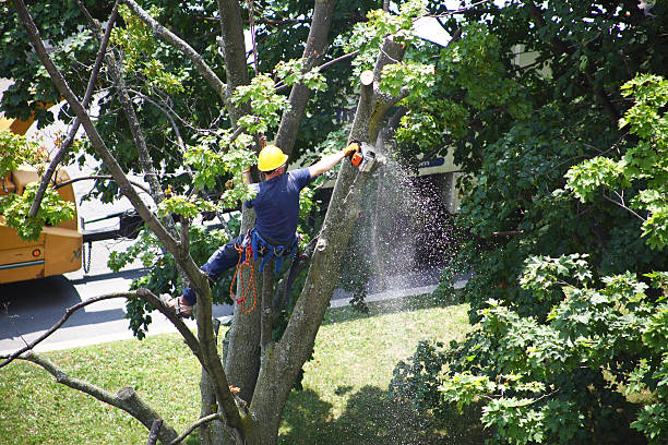 How Our Tree Care Process Works  in  Wood Dale, IL